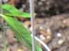 garden] 003.jpg