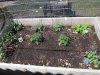 garden] 001.jpg