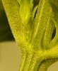 pre-flower4.1.JPG