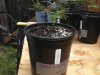 kmk outdoor grow 4 27 006.jpg