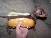 Hot Dog.jpg