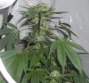 04-28-11 SK clone.jpg