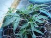 100_0217.jpg