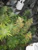 IMG_1825.jpg