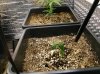 2 Grow3 Wk4 Clones Snow White and AK48.jpg