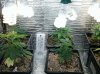 3 Grow3 Wk4 Clones.jpg