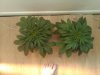 IMG00290-20110501-1703.jpg