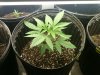 Mother Plant Week7.jpg