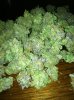 5.3nugs.jpg
