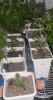 05-5-11 all transplanted.jpg