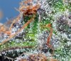 FloharvestmacroMedium.jpg