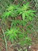WR420a.jpg