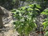 Indoor Outdoor Medical Grow 12-3-10 025.jpg