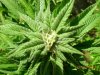 Indoor Outdoor Medical Grow 12-3-10 029.jpg