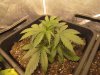 Blue Cheese (DAY 21) 6.JPG