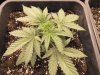 Blue Cheese (DAY 21) 2.JPG