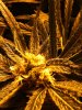 new grow pics 003.jpg