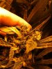 new grow pics 004.jpg