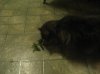 Cat weed 1.jpg