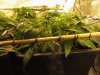 A5 scrog (3).JPG