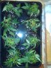 IMG00300-20110512-2030.jpg