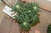 perpetual grow 032.jpg