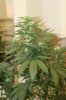 perpetual grow 021.jpg