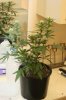 perpetual grow 013.jpg