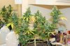 perpetual grow 004.jpg