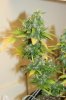 perpetual grow 009.jpg