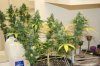 perpetual grow 037.jpg