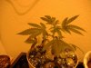 nuclear-bud-albums-1st-hydro-grow-picture1508-june-14.jpg