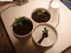 #2.gif