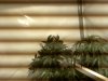 2nd grow week 8 001.jpg