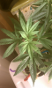 12-12 from seed DWC.png