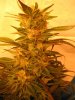 Holy Smoke Seeds Strawberry Diesel .jpg