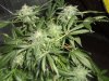 05-20-11 sk clone #3.jpg