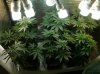 19 Grow 3 from Seed  Wk9.jpg