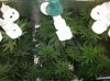 20 Grow 3 from Seed  Wk9.jpg