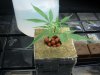 plants 056.jpg