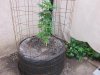 5-27-11 Hodge plants 005.jpg