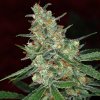 tga-space-queen-cannabis-seeds.jpg