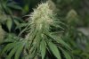 perpetual grow 048.jpg