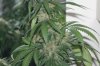 perpetual grow 038.jpg