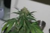 perpetual grow 064.jpg