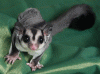 sugar_glider.gif