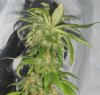 06-5-11 sk clone #2 cola.jpg