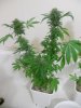 06-5-11 sk clone topped.jpg