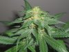 06-5-11 sk clone closeup.jpg