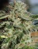 Sour Kush Flower CU 1.jpg